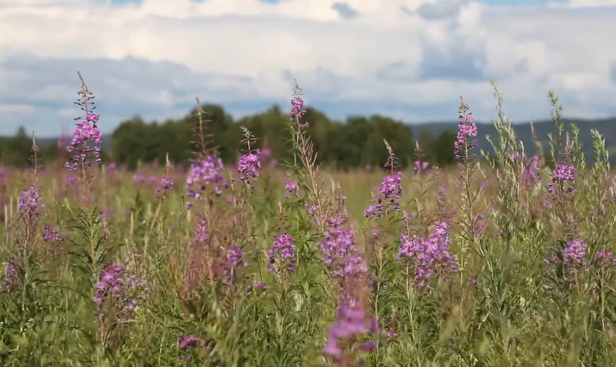 Фото с канала «Игорь Лесник»