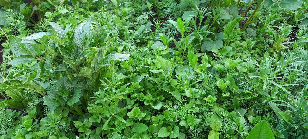 а ведь там еще крапива и осот есть