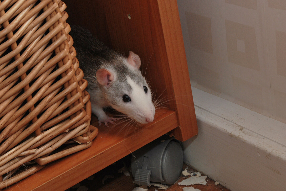 серая крыса домашняя. семейство крысиных пасюк. декоративные крысы. 10 крыс. восемь крыс.