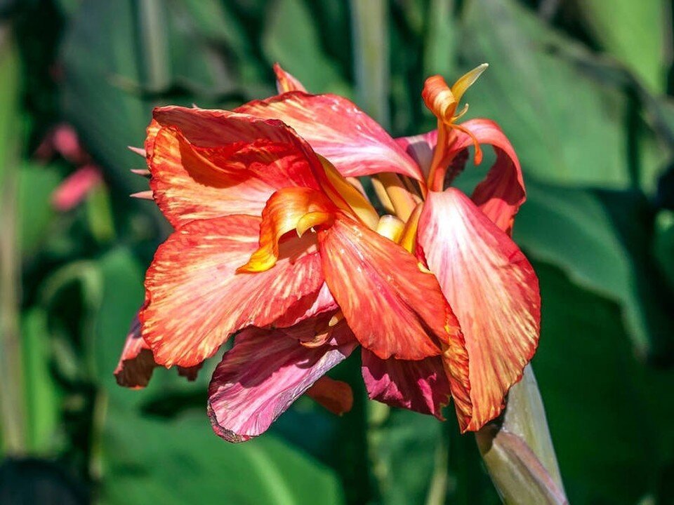     Канна. Фото: Игорь Самусенко/Никитский ботанический сад (НБС-ННЦ РАН)/VK