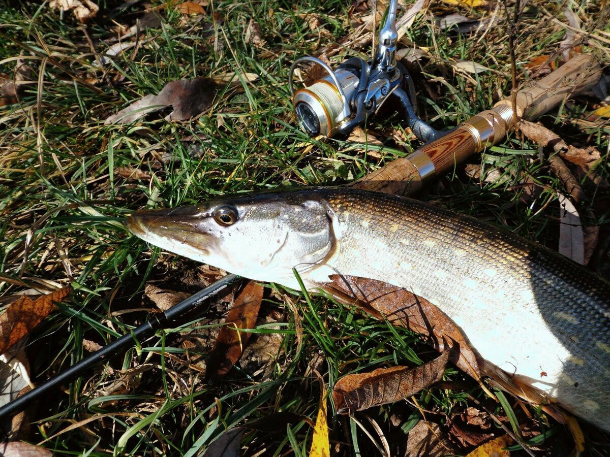 Фото с сайта: https://avatars.mds.yandex.net