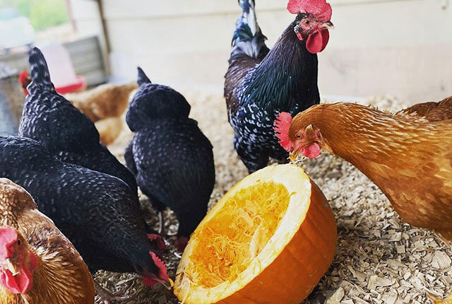 курочка и тыква. тыкву курам можно. цыпленок клюет. куры едят тыкву. ре тыквенное и курица.