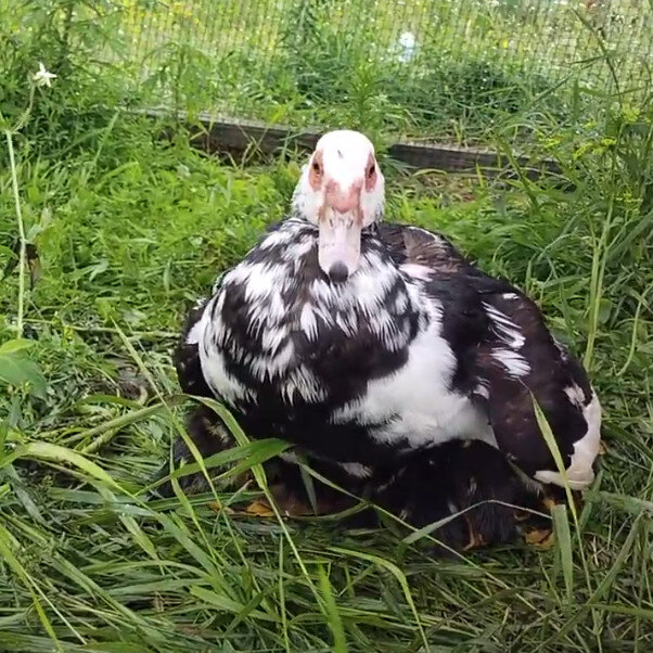 Пятнашка с мелкими