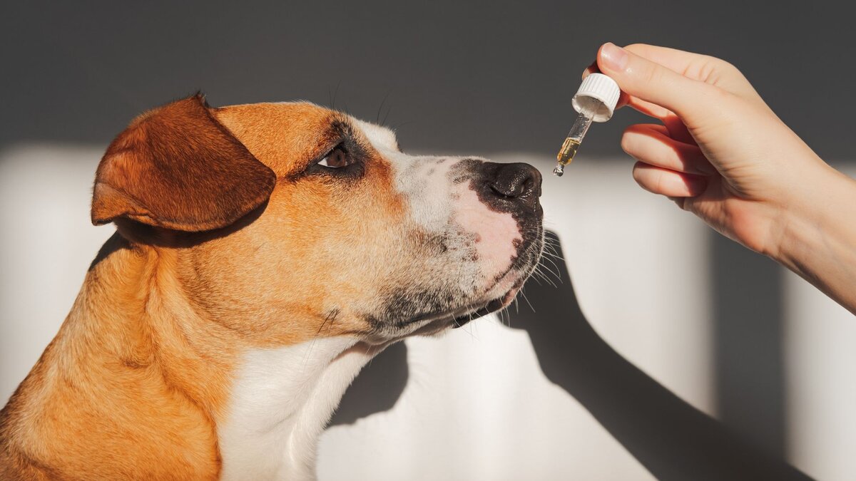 можно ли собакам оливки. можно ли собакам маслины. Dog. можно ли собакам оливки. кот ест маслины.