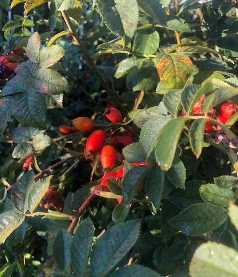 личное