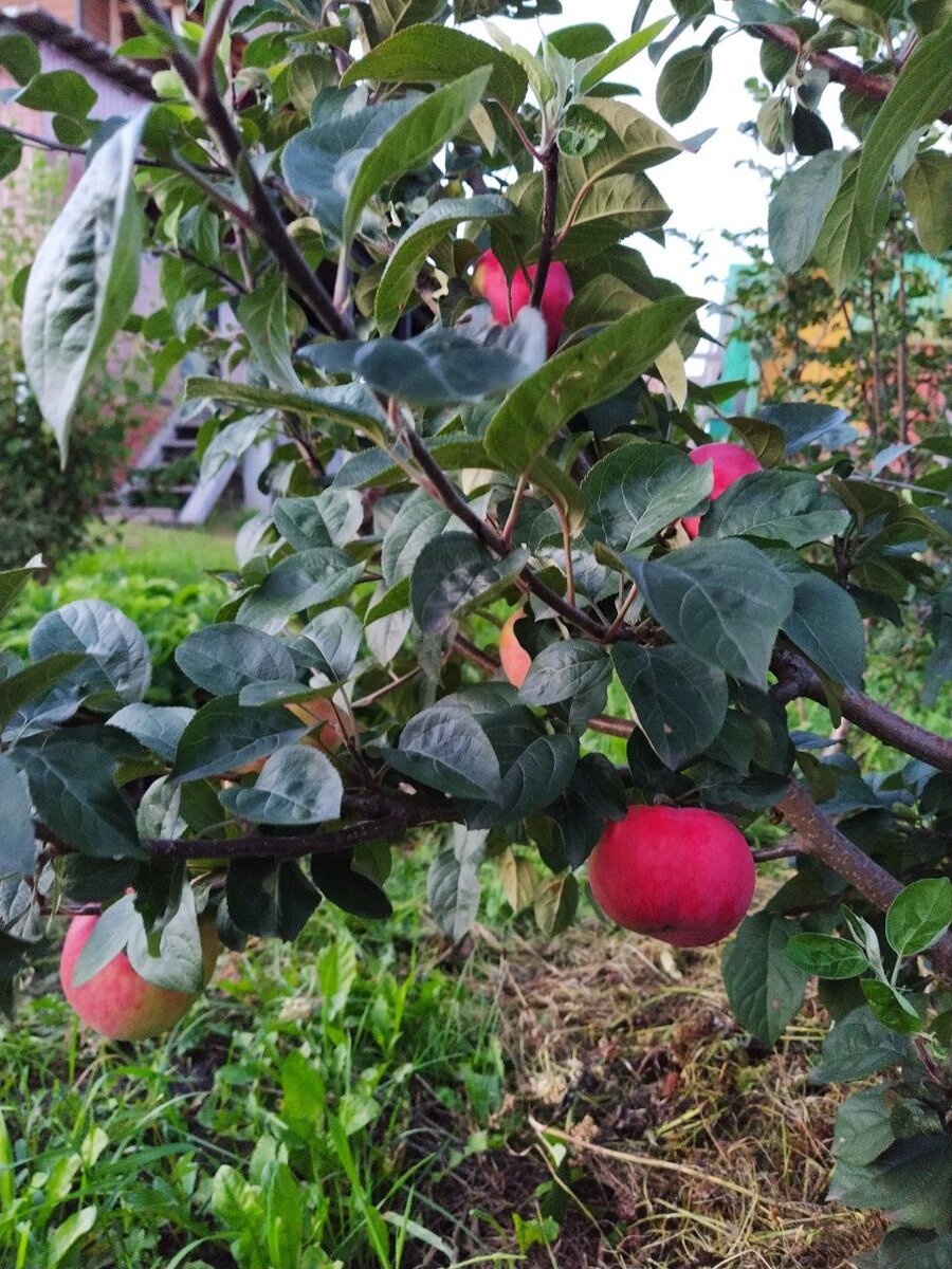 Урожай подписчицы Дачного агронома 