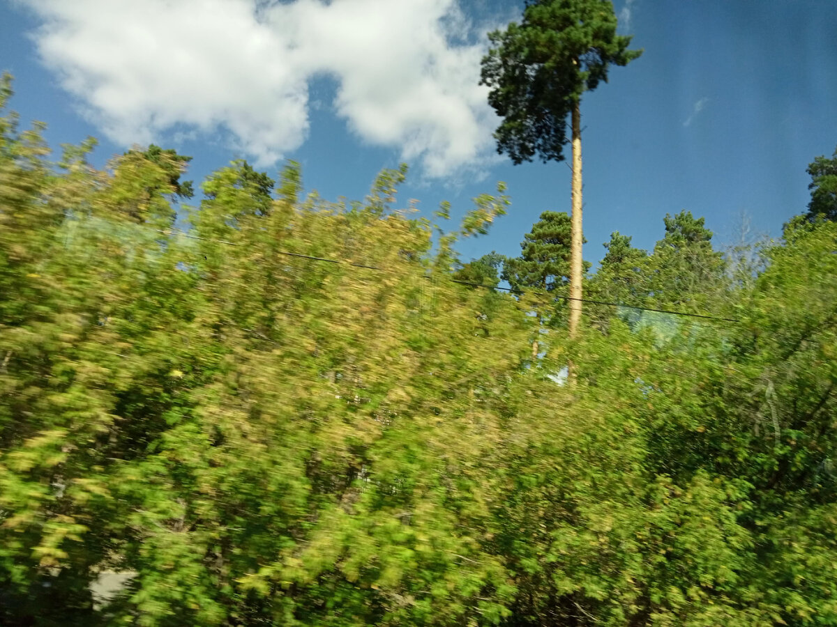 корабельная сосна - прямой ствол одного диаметра и  и отсутствие веток  