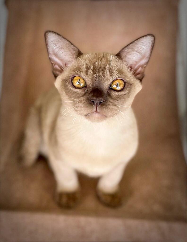 Lexus Jasper*RU - мальчик породы европейская бурма в шоколадном окрасе, 4 мес. Питомник Jasper Burmese (профессионально с 2012 г.)