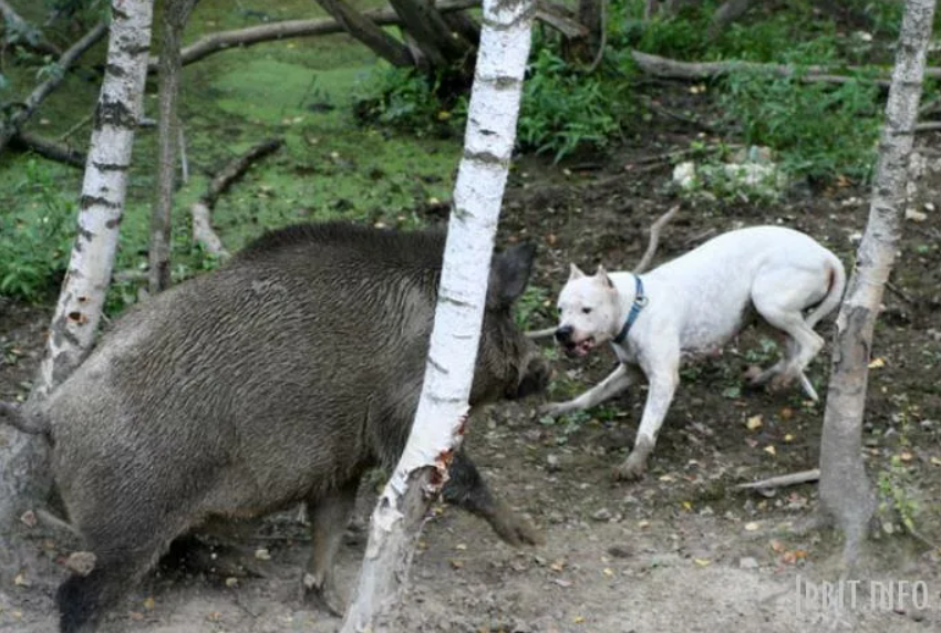 Сейчас собаку до сих пор используют для охоты на крупных животных. В частности, кабанов. 