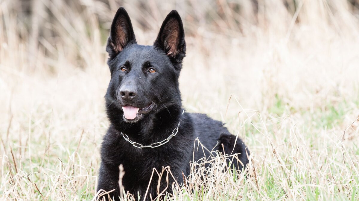 Немецкая овчарка чёрного окраса 