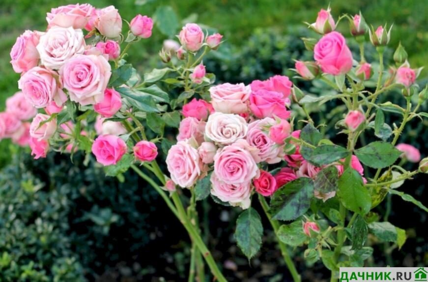 Обрезка плетистой розы для обильного цветения – разные розы по-разному обрезаем!