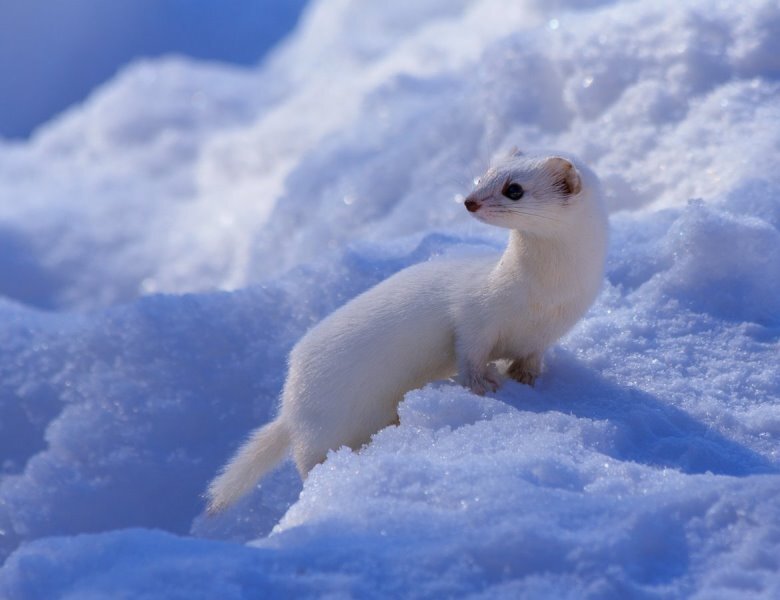 Вот за такой лаской...