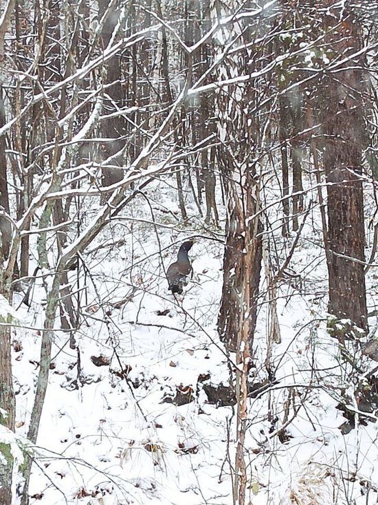     Фото: пресс-служба нацпарка "Зигальга"