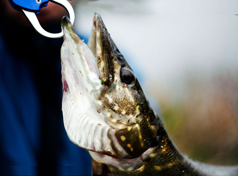 Люди ловят, а не на диване сидят!