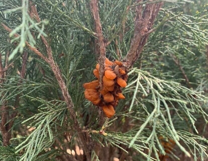 Ржавая рябина. Ржавчина на можжевельнике. Ржавчина на можжевельнике лечение. Болезни можжевельника и их лечение фото.