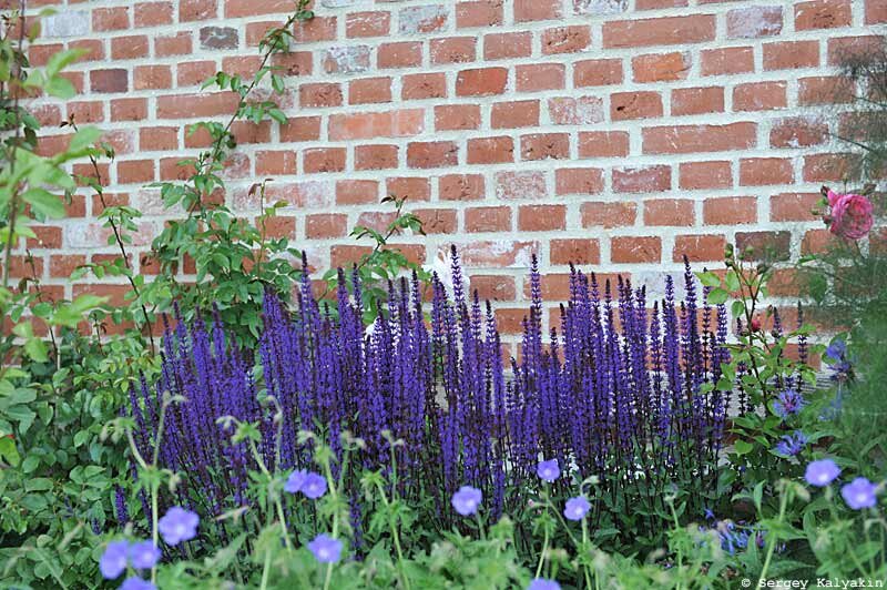 Шалфей дубравный 'Caradonna'
