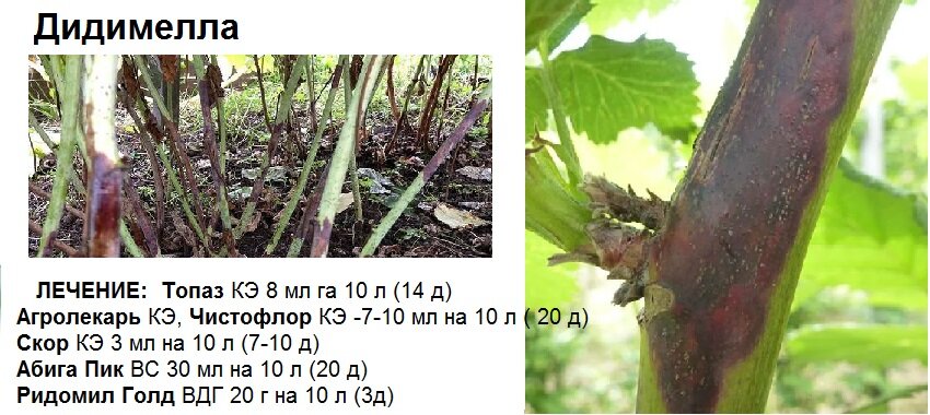 Дидимелла малины лечение. Дидимелла малины. Пурпуровая пятнистость малины. Дидимелла малины меры борьбы. Пурпурная пятнистость малины дидимелла.
