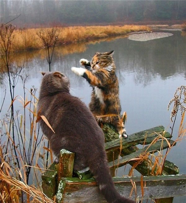"Сейчас как врежу! ..."