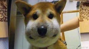 Анафилактический шок – наиболее тяжелое проявление анафилаксии, когда падает давление, происходит потеря сознания, останавливается сердце. Именно он часто приводит к летальному исходу, если вовремя не оказана помощь. Случается и молниеносное развитие шока. Тогда даже в условиях реанимационного отделения проведенные экстренные меры могут быть неэффективны.