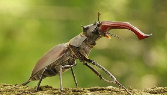 Членистоногие