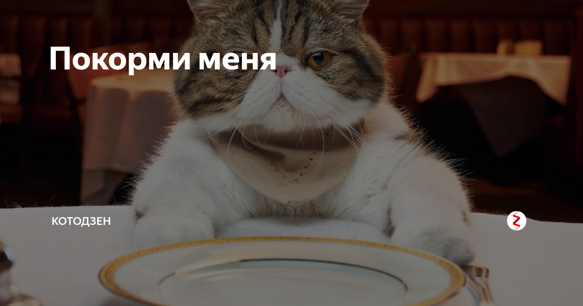 Покорми меня. Кот Покорми меня. Покормите меня. Покормите меня картинка.