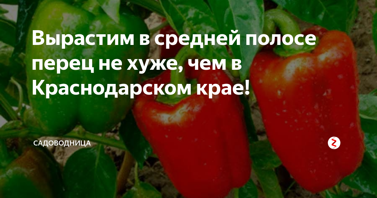 Чем подкормить рассаду перцев. Рост рассады. Можно ли подкормить рассаду перца дрожжами. Можно ли подкормить рассаду перца дрожжами. Перец болгарский клаудио.
