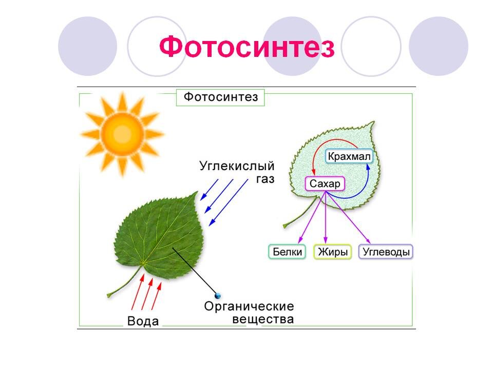 Фотосинтез как происходит картинка