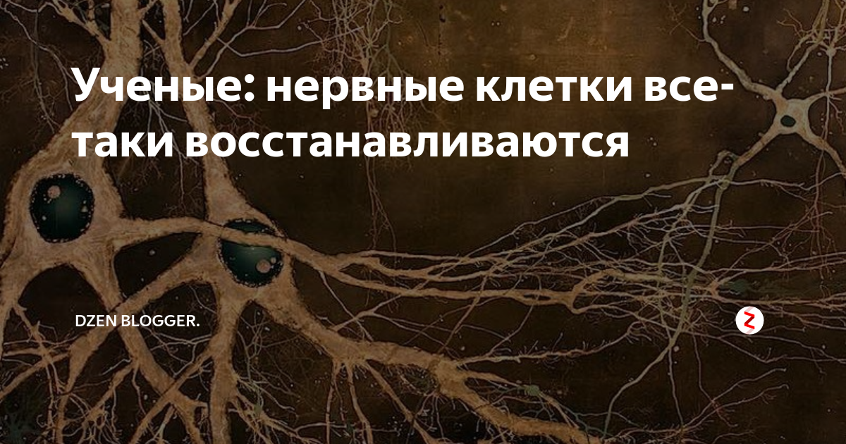 Последняя нервная клетка. Восстанавливаются ли нервные клетки. Как называется восстановление нервных клеток. Нервы восстанавливаются. Сколько восстанавливается нервная