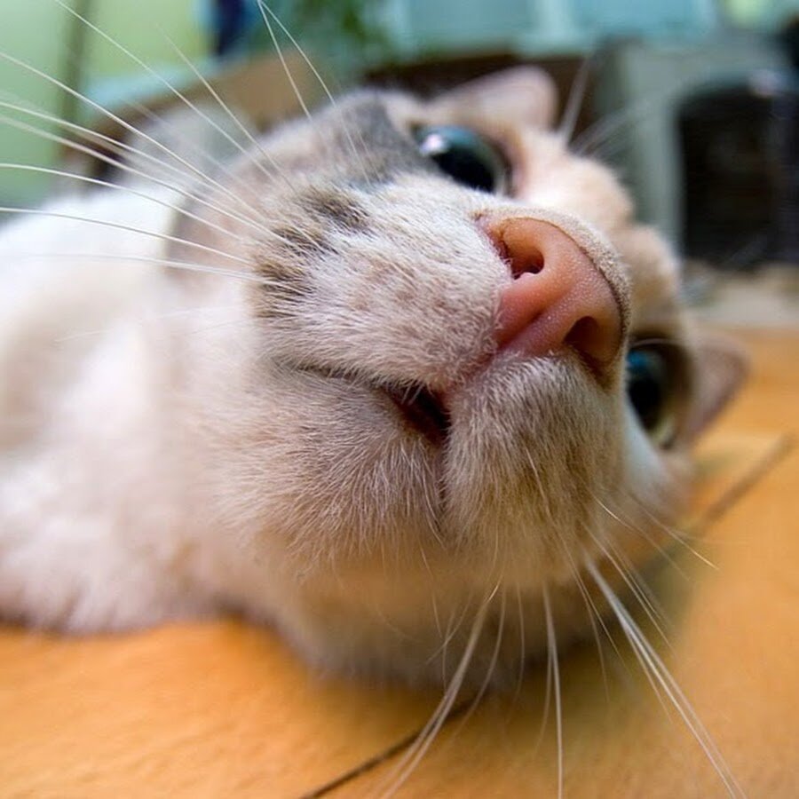 Фото с сайта - http://lobatskaya.ru/