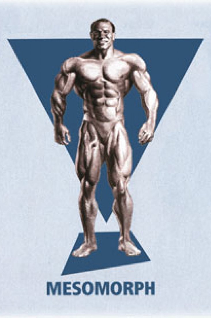 Endomorfo. Mesomorfo. Эктоморфы мезоморфы. Mesomorfo. Эктоморф культурист.