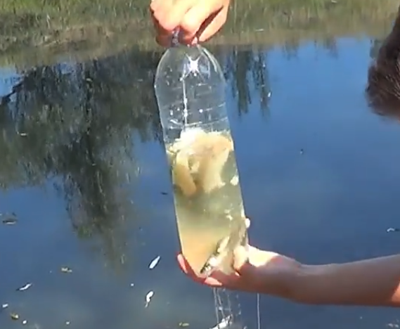 Как Сделать Рыбку Немо из Пластиковых Бутылок - Поделки Самоделки - YouTube | Поделки