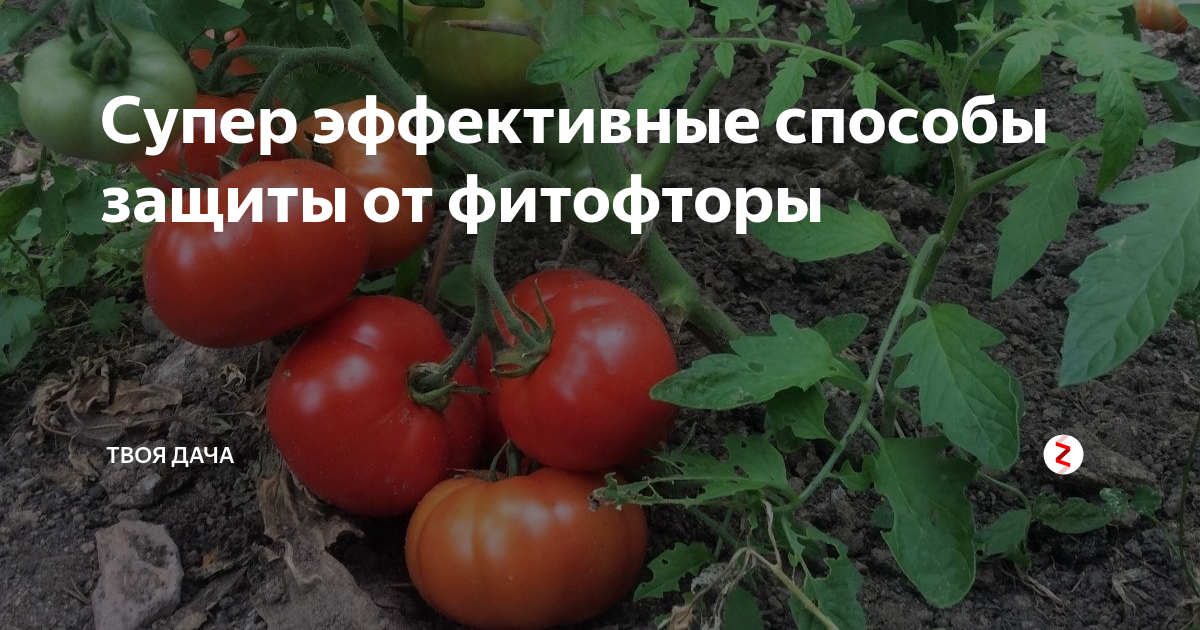 Супер эффективные способы защиты от фитофторы | Твоя Дача | Дзен