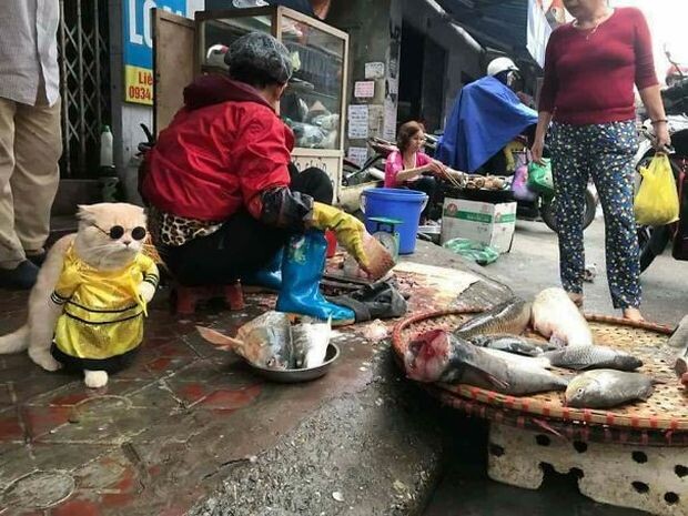   Один из уличных торговцев во Вьетнаме, далеко опережает своих конкурентов. Его мордашка настолько милая, что он продал бы даже песок в пустыне.  Знакомьтесь, это кот, которого зовут... Пёс.-2