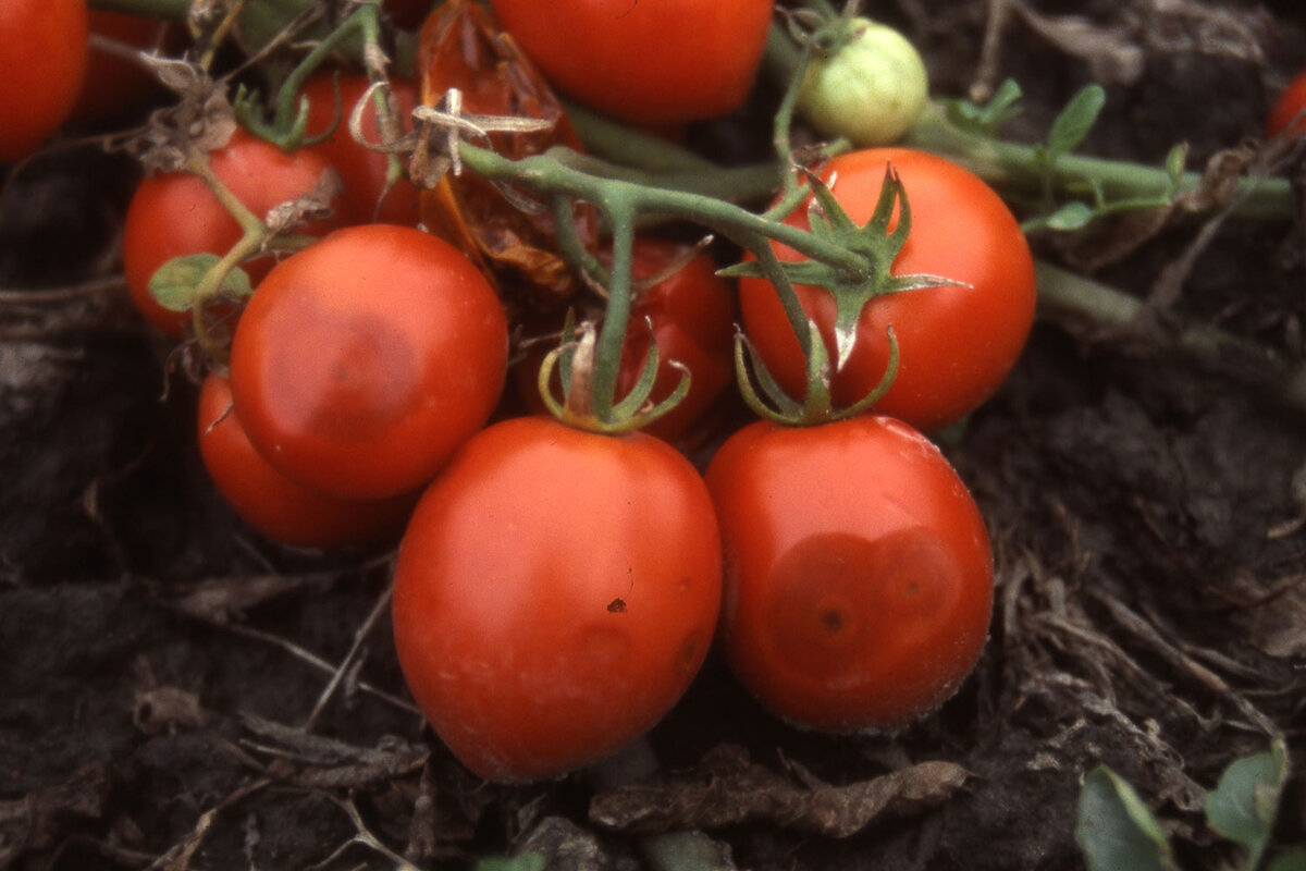 Антракноз помидоров фото