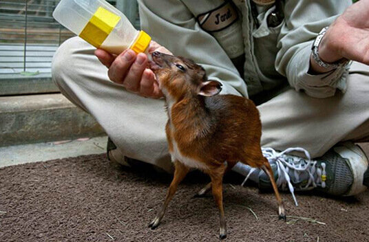 Королевская антилопа - самая маленькая антилопа в мире. В зоопарке Сан-Диего детёныша королевской антилопы выкармливали из специально разработанной бутылки.