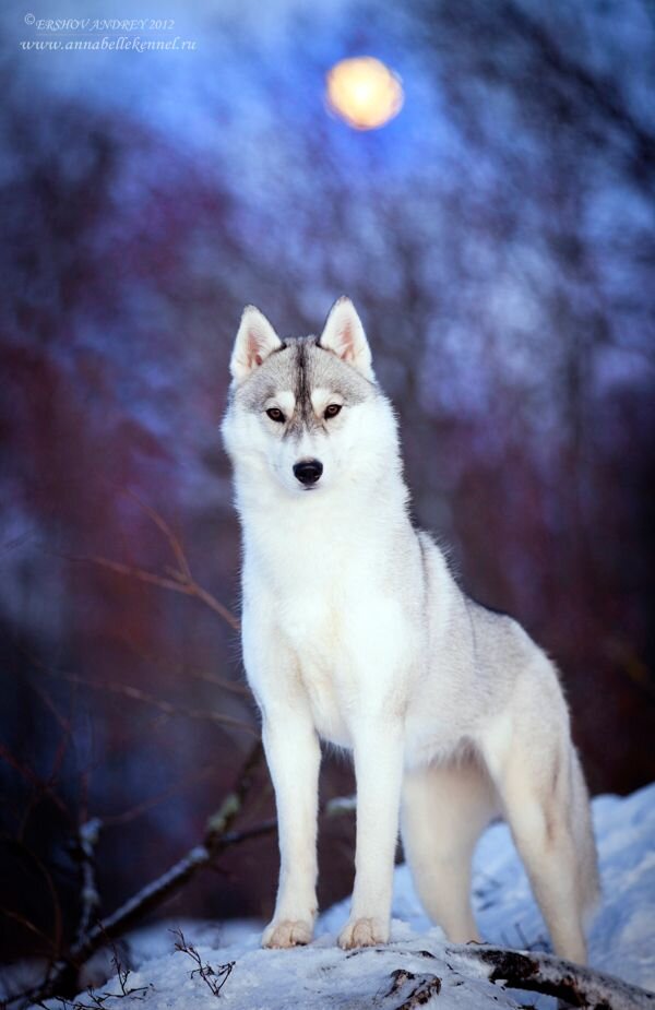 Фото с сайта picmia.com