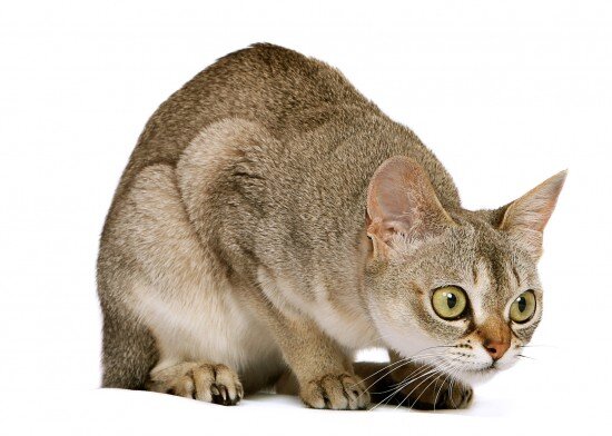 
Сингапурская кошка
