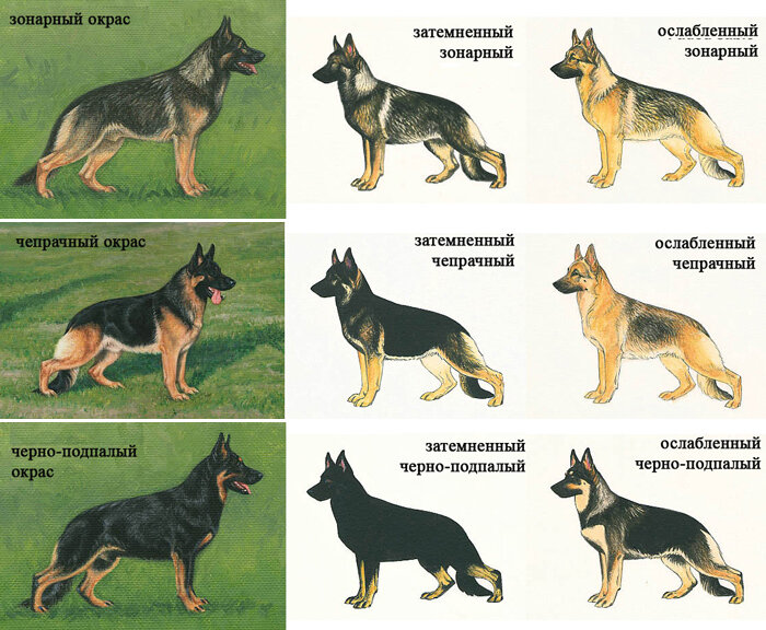 Немецкая овчарка известна как порода крупных сторожевых собак.-2