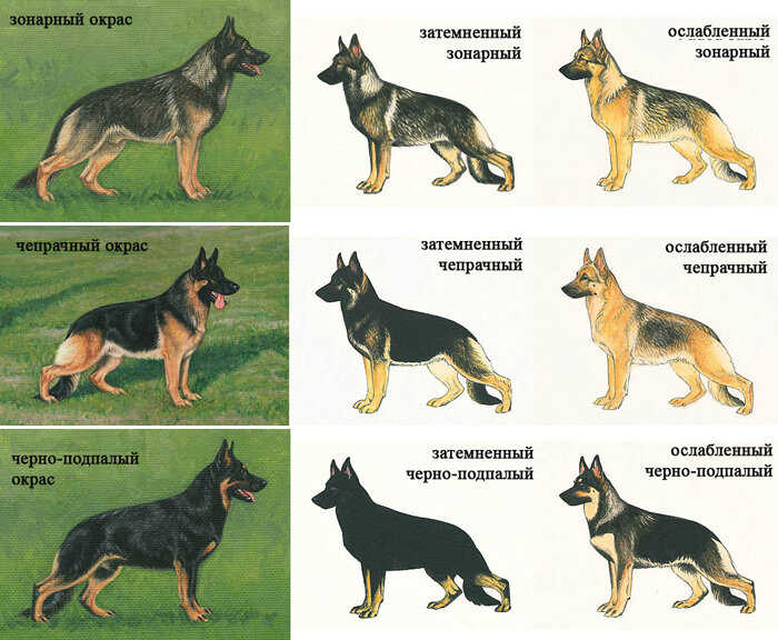 Цвета немецкой овчарки (60 фото) - картинки витамин-п-байкальский.рф