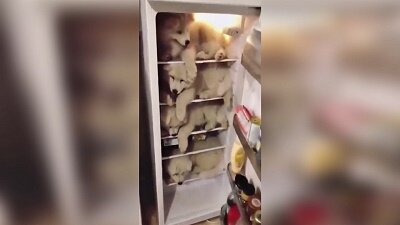 стоп кадр из видео