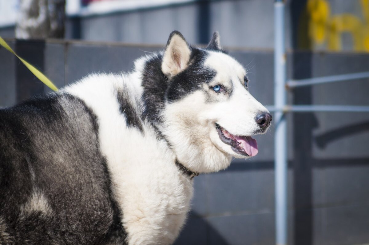 Полдень весил 50кк (вместо 27-29)