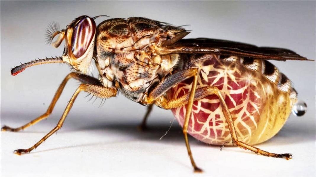 Муха Цеце́ (лат. Glossina)