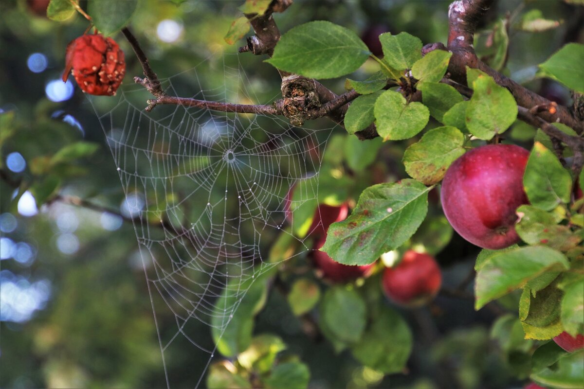 Паутина на ягоднике, как избавиться? | Дача и огород | Дзен