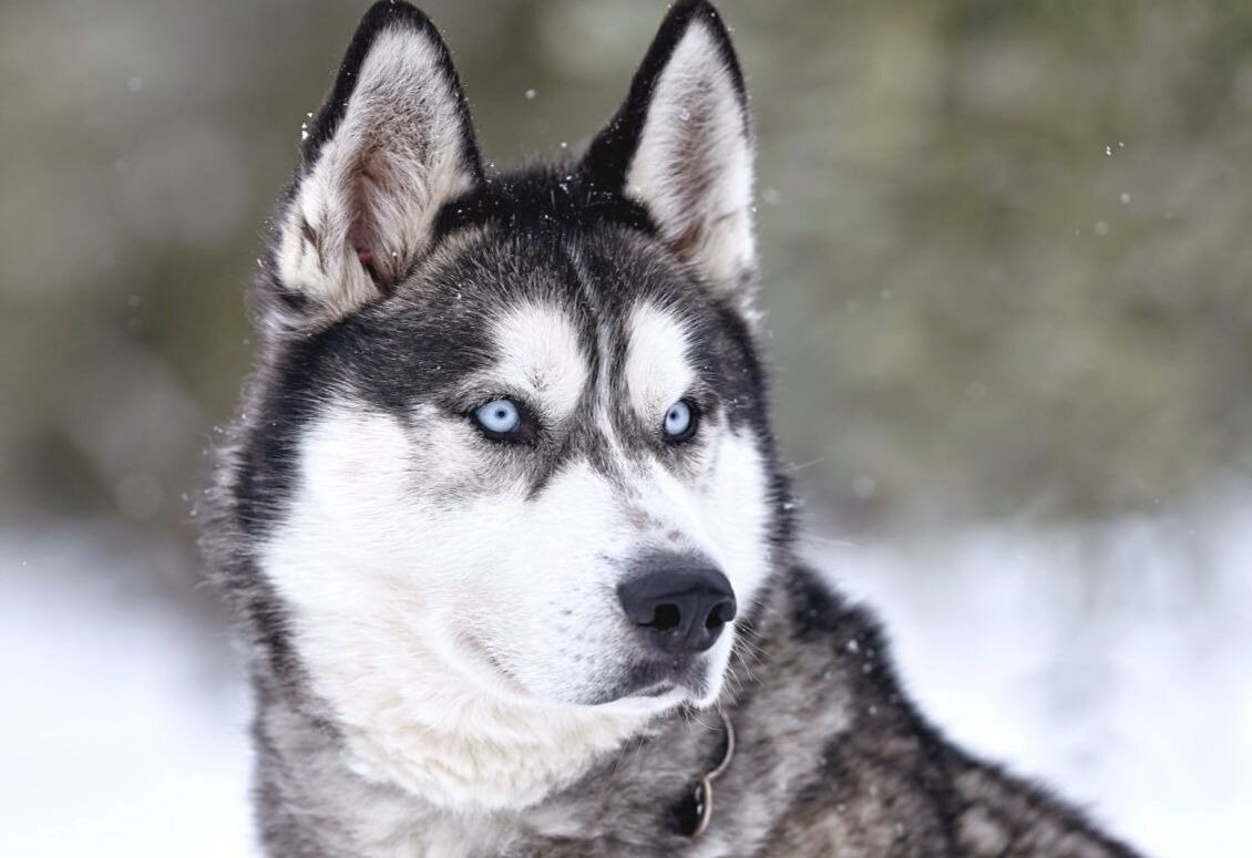 Сибирская хаски