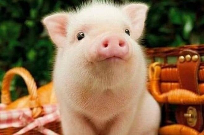 Что сулит 2019 год каждому из нас, расскажут звезды. 
2019 год — год Желтой Земляной Свиньи, как известно, она завершает двенадцатилетний цикл Восточного календаря. Читай гороскоп на 2019 год Свиньи для всех знаков Зодиака.

Год миролюбивой Свинки, которая бесшумно влезет на трон 5 февраля 2019 года, станет самым благоприятным для того, чтобы подвести итоги: ты наконец вычеркнешь из жизни всех тех, кто тянул тебя вниз и помиришься с теми, кого тебе не хватало. Более того, это год новых увлечений, осуществления замыслов и идей, и да, добрый Желтый Хряк притащит в своем пятачке много хорошего!

2019 год Свиньи ожидается ярким, наполненным активным и открытым желанием жить, созидать, радоваться жизни во всех ее ипостасях. Многие из нас перестанут задумываться о завтрашнем дне и начнут ценить то, что имеют в данный конкретный момент.

2019 год станет особенно счастливым для знаков Зодиака водной стихии: для Рака, Скорпиона, Рыб. Также любимчиками фортуны станут: Телец, Лев, Водолей. На практике небесный протекторат будет выглядеть как исполнение всех и всяческих желаний, в том числе и заветных. И будто сама Вселенная станет трудиться ради этого. Обстоятельства в 2019 году для упомянутых знаков будут складываться так, что они и не захотят, а одержат победу, но расслабляться не стоит, фортуна любит сильных и настойчивых.
Что сулит 2019 год каждому из нас, расскажут звезды.

Гороскоп на 2019: ОВЕН (21.03 — 20.04)

Огненным ребятам крупно повезло, так как весь 2019 год Земляная Свинка будет благотворно на них влиять. В феврале с приходом Свиньи придется забыть о развлечениях – Овны с восторгом начнут заключать сделки и осваивать новые виды деятельности. Возможно, не все будет идти гладко, но в год Свинки события окажутся яркими, интересными, перспективными в определенных жизненных областях. Хоть трудности и будут возникать, у Овнов получится справиться со сложностями, а также получить поддержку от семьи и друзей.

Первая половина года у Овнов станет поворотной — судьбоносные встречи, важные люди и решения, повышение по службе, возможна даже смена места жительства. Все это про период с февраля по июль 2019 года, девушки, представляющие знак Овна, будут обворожительны, полны сил и энергии.

В феврале–марте 2019 года Овны пересмотрят свое отношение к окружающим, тем самым изменят свою жизнь к лучшему. В это время лучше отказаться от кратковременных романов и легкомысленных связей. Если в твоих планах и намерениях твоего спутника нет марша Мендельсона, крайне важно соблюдать осторожность.

В мае-июне 2019 года тебе захочется открыть свое дело, не медли ни секунды – успевай грести купюры, пока другие не очухались. Удача будет на твоей стороне, нужно пользоваться моментом.

Вторая половина года Свинки подарит Овнам насыщенный жизненный ритм, представители знака Зодиака постараются успеть все и всюду, не упуская долгожданный шанс. Данная напористость сулит успех.

Гороскоп на 2019: ТЕЛЕЦ (21.04 — 20.05)

Учитывая тот факт, что весь 2019 год проходит под покровительством стихии Земли, Тельцам предоставляется возможность взять от жизни все, что они пожелают. Они получат преимущества в профессиональной сфере и зоне деловых интересов. Что касается праздности, то даже лениться в 2019 году они будут с пользой для себя.

Гороскоп на 2019 год подарит Тельцу удачу и успех не только в новых начинаниях, а и в долгосрочных прошлогодних проектах, вдохновение охватит их с новой силой. Идеи будет посещать их буквально каждый день, а сами Тельцы сумеют вовремя словить свои мысли и воплотить в реальность цели, возникшие когда-то в голове. Хоть замыслов будет и множество, не всему суждено реализоваться так, как изначально планировалось, однако это как раз тот случай, когда звездам виднее, все случится еще лучше, чем Тельцы представляли.

В конце весны-начале лета 2019 года многие Тельцы станут родителями. Заботы будут переполнять, а чувства захлестывать. Гороскоп на 2019 год Тельца советует настроиться на серьезную волну, можно смело шагать в ЗАГС, даже если до этого были некие сомнения. Влюбленных Тельцов в ЗАГСЕ будет очень много. Словно все сговорились вступать в брак в год Земляной Свиньи (Кабана). И правильно, настало время отбросить мнительность и отдаться чувствам, хотя и про рациональность не нужно забывать. Да вот о чем, о чем, но об этом Тельцы и сами помнят, они умеют не только зарабатывать и кутить, а и откладывать.

Уже в ноябре 2019 года Телец накопит приличную сумму, на которую сможет без проблем купить машину, коттедж и даже личный самолет. Зимой же гороскоп на 2019 год Тельцу обещает не очень длительную, но весьма интересную командировку в другой город или даже страну.

Совет и предсказание астролога на 2019 год: Если Телец одинок, то встретит свою половину, а если уже нашел и давно в отношениях, то пора принять решение о создании семьи, ну а семейный Телец может рассчитывать на рождение ребенка. 2019 год для Тельцов – это время возможностей и свободы воли.

Гороскоп на 2019: БЛИЗНЕЦЫ (21.05 — 20.06)

Близнецы в 2019 году будут вознаграждены за свой легкий характер. Положение Близнецов в триаде воздушных знаков (Близнецы, Весы, Водолей) в 2019 году будет таким, что на небесной сфере они займут место в так называемом мутабельном кресте (Стрелец, Близнецы, Рыбы и Дева). Мутабельный значит подвижный, гибкий, изменчивый. Ситуация 2019 года не противоречит характеру знака Зодиака. При любых неожиданных ударах судьбы Близнецы не потеряют уверенности. Более того, будут чувствовать себя, как говорится, в своей тарелке. Просто обогнут препятствие и пойдут дальше, если случится что-то не так.

До февраля 2019 года воздушные ребята будут несколько в подвешенном состоянии, ведь Свинка пообещала и успех в делах, и счастье в любви, и даже финансовую удачу, но все эти дары получат лишь трудолюбивые, сознательные и ответственные ребята. Переживать Близнецам не нужно – уже весной они разберутся со всеми прошлогодними проблемами и приступят к воплощению новых планов.

В марте-апреле Близнецов ждут интересные и заманчивые предложения, жизнь будет бурлить – и на работе, и дома. Близнецы почувствуют тягу к творческой деятельности, конечно, Свинка ведь любит необычных людей, и поддержит подопечных Меркурия во всем.

Лето 2019 года пройдет хорошо и весело. Июль подарит Близнецам первые плоды их деятельности, можно будет немного расслабиться и ненадолго отправиться в отпуск. Кстати, велика вероятность, что именно в отпуске Тельцы познакомятся с людьми, которые смогут стать их партнерами или будут полезны в бизнесе. А свободные Близнецы заведут головокружительный роман., который вполне вероятно перерастет в нечто большее… Да, и откажись от экстремальных видов спорта – высокий риск травматизма.

Осенью Свинка подарит Близнецам путевки в экзотические страны, они вас уже заждались. Прекрасный год.

Гороскоп на 2019: РАК (21.06 — 22.07)

Гороскоп на 2019 год Ракам предсказывает важные и перспективные встречи. Надо сказать, Рак чувствовал себя в год Собаки таким счастливым и беспечным, что с приходом Желтой Свиньи (Кабана) слегка растеряется и насторожиться. Но особенно волноваться не стоит. Гороскоп на 2019 год Раку советует быть оптимистичнее, тогда все пойдет в верном направлении.

Весной и летом 2019 года ты будешь полна новых замыслов – творческих и нестандартных. Дерзай! С целью достичь результата следует внутренне настроиться, попутно прислушиваясь к тому, что советует внутренний голос.

С деньгами в год Желтой Свинки проблем нет – проценты капают, сделки заключаются, работа кипит. Земляная Хрюшка советует Ракам откладывать средства, пусть будут, но при этом говорит о том, чтобы они не забывали себя баловать.

В конце сентября 2019 года Рак устанет от общения, замкнется в себе и минимизирует контакт с окружающими, возможно, даже с самыми близкими. В профессии успехов добьются те представители данного знака, результат работы которых зависит только от них самих, так как работать в команде им будет очень сложно. В личной жизни возможны конфликты в семье.

Ноябрь-декабрь 2019 года подарит Ракам реальный шанс встретить родственную душу. Кстати, вполне возможно, что семейные Раки почувствуют нереальное физическое влечение к своим половинкам, с которыми уже долго находятся в отношениях. Страсть возобновится, пламя вспыхнет с новой силой.

Совет астролога: Не трать время на тех людей, которые приносят в вашу жизнь негатив. Возможны проблемы с желудочно-кишечным трактом и появление лишнего веса. Старайся правильно питаться и хотя бы немного заниматься спортом.
Вообще, год Кабана сулит много новых знакомств Раку, они способны перерасти в крепкую дружбу или долгосрочный роман, хотя только тогда, когда этого захотят представители знака.

Гороскоп на 2019: ЛЕВ (23.07 — 22.08)

Денежный и удачный год для многих Львов. В первой половине года Лев будет все время находиться в центре внимания, а его заслуги на трудовом поприще, наконец-то, будут оценены по достоинству, и он получит повышение по службе. Уже в марте 2019 года огненные создания станут любимчиками коллектива, а начальник будет ставить Львов в пример

Совет астролога: Распределяй силы и не перенапрягайся. Задумайся о том, что нужно именно тебе, и не спеши решать чужие проблемы (правда, сколько можно?!). Разрываясь между работой и семьей, можно подорвать здоровье, помни об этом, держи баланс.
Весна 2019 подарит тебе много новых впечатлений и увлечений, ты познакомишься с новыми и интересными людьми, они в свою очередь познакомят тебя с очередной увлекательной деятельностью — это может быть искусство, эзотерика или что-то еще. Твое новое увлечение спасет тебя от возможного уныния с безнадежной печалью и даже станет источником прибыли.

Летом 2019 года у одиноких Львов есть высокая вероятность встретить свою настоящую любовь. Причем, чувства будут такими сильными, что принесут серьезные перемены: переезд в другой город или страну, смену работы, уход из семьи и т. д. У семейных Львов будет пополнение в семье или просто огненная вспышка страсти, которая будет длиться до конца текущего 2019 года. В июле Раков потянет на приключения, а в августе они всерьез задумаются о переезде.

К осени Львы загрустят, и дело не только в погоде. За весь год накопится не только положительная и негативная, она начнет разрушать представителей знака Зодиака, если те вовремя не соберутся и не позволят себе заслуженный отдых…Отдых от всего и всех.

Гороскоп на 2019: ДЕВА (23.08 — 23.09)

В 2019 году Девы окажутся в своей стихии, они почувствуют прилив сил, а также появление перспективных тенденций, поэтому год пройдет легко и непринужденно, притом под влиянием Меркурия. Это удивительный момент, когда доступно менять течение жизни, просто прикладывая усилия для реализации целей. Девы очутятся в списке везунчиков, и до конца февраля будут отмечать успех.

Знак Девы относится к зодиакальной триаде Земли. И это еще не все. Собственная стихия хозяйки года – Вода. Пожалуй, нет более гармоничного соединения стихий, так что основная тенденция года для вас благоприятна.Для Дев этот год станет работой над ошибками и подведением итогов. Сейчас пришло то самое время сбора урожая. И пожнешь ты ровно то, что посеяла.

Гороскоп на год предсказывает, что лето 2019 станет непредсказуемым для тебя. Ты будешь рассчитывать на «тихо и спокойно провести время», но как бы не так… В общем, сама все узнаешь, но не удивляйся, если внезапно (примерно так за одно мгновение) ты примешь решение переехать в другую страну, выйти замуж, развестись или родить ребенка. Главное, не переживай, в итоге все будет хорошо, не иначе. Ты ведь любимица Свинка, которая является хозяйкой 2019 года, значит, все будет замечательно.

Весной 2019 отношения с окружающими станут еще лучше – полное отсутствие недопонимания, возможно, одинокая Дева даже заведет роман, возможно, даже на работе. Скорее всего, эти отношения в последствии закончатся браком. И это не шутка, для тех, кто свободен, специалисты сулят много интересного, в частности, увлекательные события, создание крепких, приносящих радость отношений. Порадуют увлекательные встречи, которые будет сопровождаться волнительными моментами.

Совет астролога: избегай переохлаждения (тем более в зимнее время) и других чрезмерных нагрузок на организм, они могут откликнуться в твоем теле хроническими заболеваниями. Ты же этого не хочешь?
В ноябре 2019 года Девы получат интересное предложение от руководства или партнеров по бизнесу. Хорошенько взвесь твои «за» и «против», минимизируй вероятность, что что-то пойдет не так ты изначально планировала.

Гороскоп на 2019: ВЕСЫ (24.09 — 23.10)

Весы в 2019 году Кабана получат много интересных предложений, в результате окунуться в захватывающее приключение. Грядут серьезные перемены.

В феврале ты, наконец, сможешь полностью освободиться от деструктивных связей и наладить контакты с теми людьми, отношения с которыми приносят тебе комфорт и удовлетворение. У Весов появится желание обучаться чему-то новому, или превратить свое хобби в источник дохода. Некоторые Весы решат сменить работу, или даже получить другую профессию(внезапно). Каждого, кто пойдет за своим вдохновением, ожидает успех — обстоятельства будут работать на них.

Совет астрологов: твои цели данного периода должны быть достаточно амбициозными, устанавливай их на пределе сил и возможностей. Не рискуй и не надейся на счастливое стечение обстоятельств. Исход вашей борьбы зависит исключительно от трудолюбия и трезвого расчета.Лучше оставаться бдительной, иначе выпадешь из реальности. Делай то, что считаешь необходимым, ведь лишь твердая уверенность в силах позволит все вокруг контролировать, намеченные цели будут реализованы.
Весна 2019 года будет наполнена яркими событиями в личной жизни. Кутить, гулять, веселиться, отдыхать… Весы будут находить время для релакса всегда и везде. Окружающие будут им даже немного завидовать. При этом, несмотря на умение незаметно поспать прямо во время рабочего процесса Весы сумеют горы свернуть на профессиональном поприще, они проявят себя как истинные креативщики, чем заслужат еще большее уважение среди коллег и близких. Такие креативы и «открытия» подарят не только признание окружающих, а и хорошие деньги.

В июле связи с большой занятостью своим новым увлечением, возможны конфликты в семье, поэтому постарайся не забывать о своих близких. В целом, будет радовать и самочувствие – не ожидается никаких серьезных проблем со здоровьем. В отношениях бери инициативу в свои крепкие руки, и тогда жизнь заиграет новыми красками. Для серьезных отношений подходят как раз летние месяцы, а весной 2019 года можно насладиться свободой.

Осенью 2019 года возможны выгодные контакты и установление полезных связей, вероятен новый опыт и профессиональный рост. Если на этом фоне не состоится увеличение материального дохода, ты с легкостью найдешь дополнительные источники добывания денег.

Гороскоп на 2019: СКОРПИОН (24.10 — 21.11)

Гороскоп на 2019 год для Скорпиона говорит о том, что Планеты вознесут представителей этого знака к успеху.

Девушки, представляющие знак Скорпиона, продвинутые, и уже в начале весны они приступят к воплощению желаний и мечт. Природная хитрость поможет обойти ловушки конкурентов, а с помощью интуиции и трудолюбия Скорпионы смогут достичь успехов во всех жизненных сферах.

В апреле 2019 года Скорпионы почувствуют невероятный прилив сил и энергии, они будут вдохновлены настолько, что им захочется создавать новые проекты, принимать важные решения и делать все для того, чтобы они и их близкие люди были счастливы.

Так, уже летом 2019 года девушки, которые представляют знак Скорпион, увидят плоды своего труда — отношения, в которых они состоят, станут еще более нежными, между возлюбленными будет царить взаимопонимание, уважение и гармония, в то же время возобновится невероятная страсть, с новой силой вспыхнет горящая искра и возникнет буря восхитительных эмоций. Те же, кто был одинок, в этот период смогут нажать на нужные кнопочки и не только обрести достойного спутника жизни, а и суметь создать такие отношения, которые станут долгосрочными и приносящими счастье в жизнь обоих партнеров.

Лето-осень 2019 — действительно удачное время, чтобы стабильно двигаться вперед и исключить из жизни всех тех, кто тянул вниз. Этот период вообще выдастся каким-то сумасшедшим, работа будет кипеть, вдохновение будет стучаться со всех сторон, а личная жизнь забурлит самыми прекрасными эмоциями и подарит чудесные ощущения. Удача обожает тех, кто действует и энергично движется к цели, Скорпионы это понимают и идут в нужном направлении.

Зимой 2019 года Скорпионам стоит отказаться от опасных удовольствий, постараться больше радоваться – их нервные клеточки мечтают о новых, ярких и красивых впечатлениях (без всяких стрессов, зла). В декабре представители знака Зодиака захотят спокойного и размеренного темпа жизни. В целом год получится веселым и насыщенным разнообразными событиями.

Гороскоп на 2019: СТРЕЛЕЦ (22.11 — 21.12)

2019 год у Стрельцов ожидается весьма насыщенным.

В начале 2019 года Стрелец, к сожалению, почувствует упадок сил, связанный, в первую очередь, с переживаниями из-за материальных проблем. Помощь придет от близких друзей и семьи, которые помогут найти выход из затруднительной ситуации.

Позже, в начале весны, Стрельцам удастся оказаться на подъеме, они будут идти оптимистично по жизни, стараясь не сбавлять темп, так как вспомнят что их особенность – целеустремленность и активность.

В августе твое материальное состояние поправится настолько, что ты начнешь думать о благоустройстве дома или расширении жилплощади. Это может быть кстати, так как Стрельцы вполне вероятно могут вступить в брак или ожидать пополнения в семействе. У одиноких Стрельцов осенью могут проснуться чувства к человеку, которого они давно знают. Да-да, прощай, свобода, привет, семья…

Осень 2019 года принесет Стрельцам какое-то невероятное вдохновение – спеши творить, пока «прет». Проекты, которые начнут свою реализацию в этом время, окажутся очень прибыльными. Ты должна понимать, что те, которые придут тебе в голову в период с сентября по ноябрь 2019 года, должны быть абсолютно все записаны в твоем блокноте. Вполне вероятно, что позже ты откроешь его и просто обалдеешь от того, насколько мощными были твои креативчики.

Нельзя не сказать,что 2019 год Свиньи чреват для Стрельцов опасностью эмоциональных провалов и депрессии. Особенно весной и осенью. Противоположный пол будет сходить с ума после знакомства со Стрельцами – это чудесно, но в 2019 году огненным Стрельцам не нужно заводить сомнительные связи, никакого интима на первой встречи, добавь лучше рациональности и прагматизма. Да, мужчинам нравятся глупышки, но строить отношения они хотят с мудрой девушкой, которая знает себе цену. Помни об этом.

Гороскоп на 2019: КОЗЕРОГ (22.12 — 19.01)

Год Свиньи преподнесет серьезным и ответственным Козерогам, которые любят, когда все идет по плану, ряд весьма неожиданных, но крайне приятных сюрпризов. Это могут быть невероятные перемены в жизни, связанные со сменой работы или местом жительства.

Весной 2019 года у Козерогов реализуются давние мечты, появится больше свободного времени и стойкая уверенность в себе, своих силах и таланте. Год однозначно будет позитивным, удастся заняться чем-то интересным, вдохновиться для личностного роста. Также Козерогов ждет много новых знакомств, которые могут в дальнейшем стать партнерами по бизнесу. У одинокой Козерошки в этот период возможен яркий роман с достойным и интересным мужчиной.

Уже летом в личной жизни все сложится более, чем удачно – Козероги, находящиеся в браке, смогут укрепить отношения со своей второй половинкой и перейти на новый уровень, если будут готовы слышать не только свое мнение. Свободные Козероги могут встретить свою любовь осенью.

2019 год богат на ключевые этапы, но, надо сказать, обеспечен сплошной позитив: судьбоносные встречи, которые изменят абсолютно все, получение желанной должности, предложение руки и сердца, марш Мендельсона, рождение ребенка. Выбирай, что больше нравится. Знай, препятствия на пути устройства личной жизни и успеха на профессиональном поприще в 2019 году у тебя минимальные.

Осенью гороскоп на 2019 год предсказывает высокую должность. Тем не менее во второй половине года, с октября, возможны проблемы со здоровьем, связанные с эмоциональными и физическими перегрузками, но если ты будешь отдыхать, все будет хорошо. Помни об этом.

В декабре 2019 года ты не просто воплотишь в реальность заветные мечты и идеи, но и превзойдешь личные ожидания. Главное, не забывать, что реализация плана зависит лишь от серьезных намерений на этот счет.

Гороскоп на 2019: ВОДОЛЕЙ (20.01 — 18.02)

Поскольку Водолей является знаком Зодиака фиксированного креста, в 2019 году ты окажешься любимчиком Фортуны. В этом году у тебя все получится.Гороскоп на 2019 год Водолею, у которого сложатся крепкие отношения с избранником, обещает свадьбу или венчание.

В марте-мае 2019 года удастся завести действительно много новых знакомств, особенно в деловой сфере, также построить крепкие взаимные отношения.

Совет астролога: Определись с основным желанием, а после стремись его реализовать, чтобы стать еще более успешной во всех отношениях и жизненных сферах. Особенно учитывай тот факт, что при наличии поддержки все равно лучше рассчитывать на себя, пытаясь не расслабляться, даже если тому способствует ситуация. И да, бери инициативу в свои руки, если хочешь устроить личную жизнь. Не нужно надеяться на Фортуну.
Летом и осенью 2019 года Водолеи будут все чаще появляться в ресторанах и в театрах. А что? Выходы в свет никто не отменял тем более, что душа просит, тем более, что есть с кем.

Октябрь 2019 подарит тебе много сил и энергии. Если хочешь добиться желаемого в 2019 году, научись вовремя отклонять расслабляющие предложения. Ты не поверишь, но как только ты начнешь заниматься собственным проектом в октябре-декабре, сразу будут поступать предложения «веселья». Нужно будет находить в себе силы красиво отказывать и продолжать работать.Таков закон успеха. Сейчас крайне важный период, когда можно действительно горы свернуть!

Гороскоп на 2019: РЫБЫ (19.02 — 20.03)

Для Рыб 2019 год сложится весьма удачно. Год окажется плодотворным и радостным, Рыбы сумеют в полной мере реализовать творческие планы.

В год Кабана все события станут идти своим чередом, поэтому дома у Рыб все будет спокойно и мирно. Наиболее гармоничное время – летний сезон, специалисты настаивают, что нужно отправиться в продолжительное путешествие. Семейные Рыбы будут наслаждаться жизнью вместе со своими близкими, возможно, отправятся в путешествие или приобретут что-то для семьи, о чем давно мечтали

В мае их ждет карьерный рост и, возможно, они даже возглавят какое-то предприятие. Творческие Рыбы смогут, наконец-то реализовать свои задумки: организовать свою выставку, издать книгу, снять фильм и т. д. Их работа будет оценена по достоинству и может найтись человек, который захочет спонсировать ваше творчество.

Свинья, покровительница 2019 года, миролюбива и приветствует труд. Именно поэтому Рыбам не стоит концентрироваться исключительно на борьбе за рабочее место, важно сосредоточиться на самой работе. Особенно важно об этом помнить летом. Дальнейшая твоя судьба будет зависеть исключительно от того, что ты сделаешь и как. Если на данном этапе тебя более беспокоит состояние личной жизни, здесь ты тоже можешь добиться успеха, однако в карьере ты сейчас можешь добиться большего, нежели с избранником.

Совет астролога: нельзя забывать, что ничто не падает с неба, поэтому итоги зависят от твоего решения и действий.

В год Желтой Свинки оставайся собой, и любой понравившийся человек окажется у твоих ног. И да, твой избранник совсем рядышком, нужно лишь снять розовые очки, и разогнать ненужных ухажеров. Одинокие Рыбы в конце осени- в начале зимы 2019 года встретят очень интересного человека, но вероятность, что из этого получится нечто серьезное, не слишком высока, так как ты сама не будешь уверена в своих же чувствах.