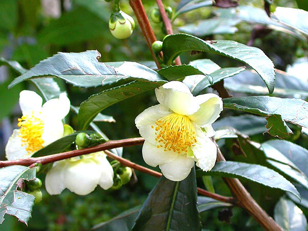 Камелия (Camellia)