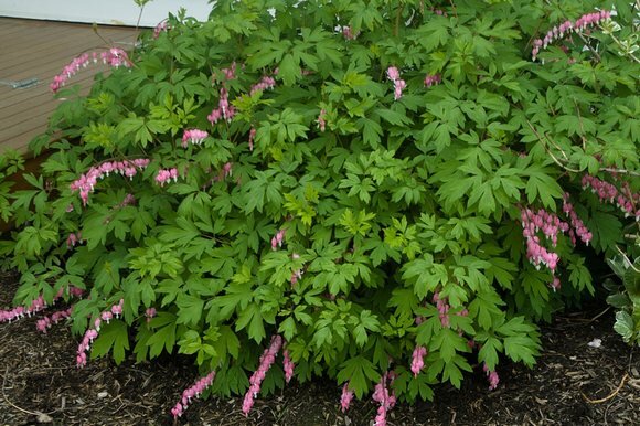 Куст разбитого сердца