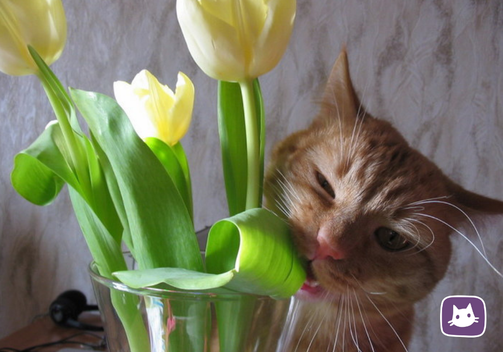 Жалко цветы. Кошка с тюльпанами. Кот с желтыми тюльпанами.