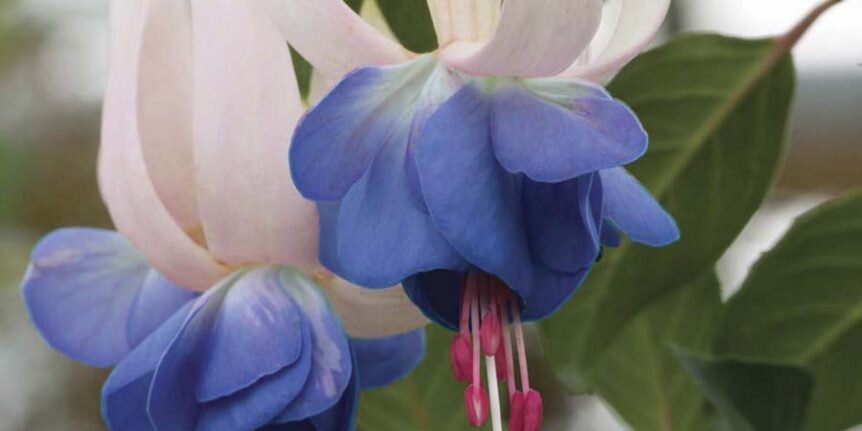 Фуксия ангел. Фуксия Блю Энджел. Фуксия Blauer Engel. Фуксия Fuchsia giant Blue Angel. Фуксия Lady Patricia Mountbatten.