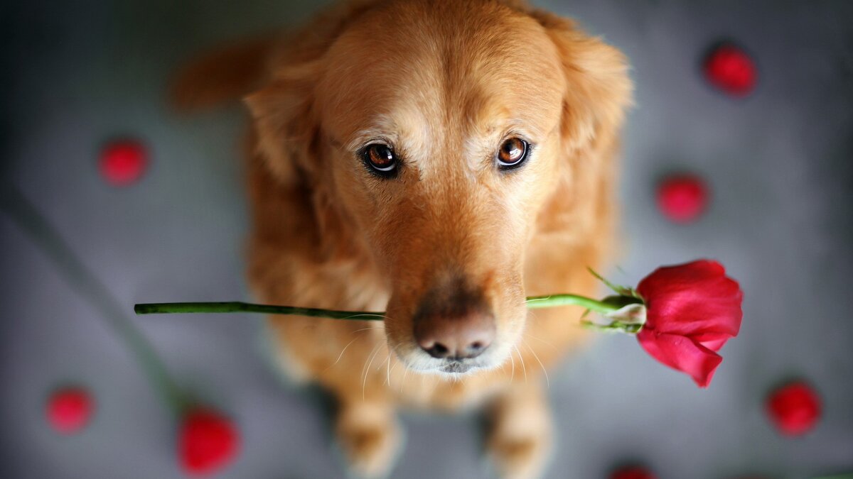 Любимая собака 1 6. Красивые собаки. Собака с цветком. Собака с цветком в зубах. Собачка с цветами.